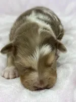 AKC Red Mia, a female Australian Shepherd for sale in Toney, AL – 7 of 9