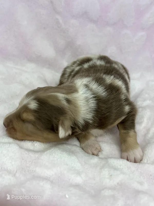 AKC Red Mia – Australian Shepherd puppy for sale in Toney, AL