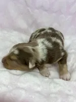 AKC Red Mia, a female Australian Shepherd for sale in Toney, AL – 1 of 9