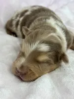 AKC Red Mia, a female Australian Shepherd for sale in Toney, AL – 5 of 9