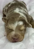 AKC Red Mia, a female Australian Shepherd for sale in Toney, AL – 2 of 9