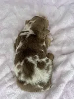 AKC Red Mia, a female Australian Shepherd for sale in Toney, AL – 9 of 9