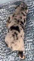 Akc Dug, a male Australian Shepherd for sale in Toney, AL – 5 of 8