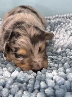 Akc Dug, a male Australian Shepherd for sale in Toney, AL – 6 of 8