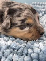 Akc Dug, a male Australian Shepherd for sale in Toney, AL – 4 of 8
