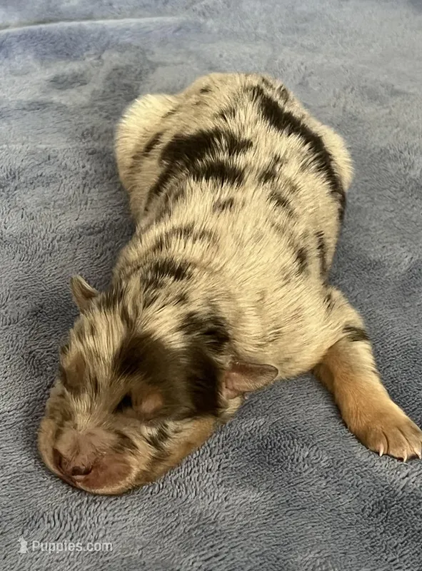 Akc Dug – Australian Shepherd puppy for sale in Toney, AL