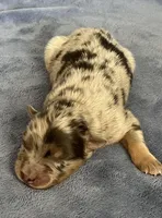 Akc Dug, a male Australian Shepherd for sale in Toney, AL – Photo 1 of 5