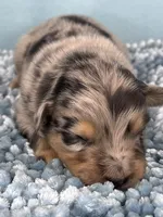 Akc Dug, a male Australian Shepherd for sale in Toney, AL – 2 of 8