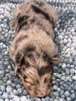 Akc Dug, a male Australian Shepherd for sale in Toney, AL – 8 of 8