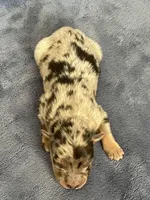 Akc Dug, a male Australian Shepherd for sale in Toney, AL – Photo 4 of 5