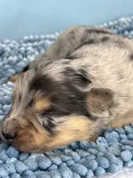 Akc Dug, a male Australian Shepherd for sale in Toney, AL – 7 of 8