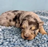 Akc Dug, a male Australian Shepherd for sale in Toney, AL – 3 of 8