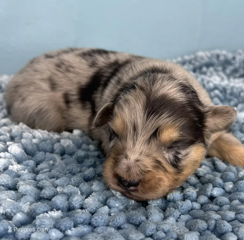 Akc Dug – Australian Shepherd puppy for sale in Toney, AL