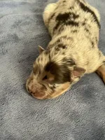Akc Dug, a male Australian Shepherd for sale in Toney, AL – Photo 3 of 5
