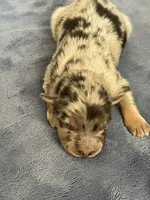 Akc Dug, a male Australian Shepherd for sale in Toney, AL – Photo 2 of 5