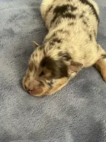 Akc Dug, a male Australian Shepherd for sale in Toney, AL – Photo 5 of 5