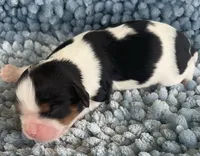 AKC Harry, a male Cavalier King Charles Spaniel for sale in Toney, AL – 2 of 7