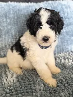 AKC Dior 2, a male Poodle - Standard  for sale in Toney, AL – 2 of 5