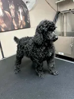 AKC HarLee Queen, a female Poodle - Standard  for sale in Toney, AL – 2 of 4