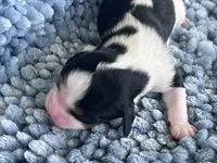 AKC Harry, a male Cavalier King Charles Spaniel for sale in Toney, AL – 5 of 7
