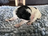 AKC Dior 2, a male Poodle - Standard  for sale in Toney, AL – 7 of 7