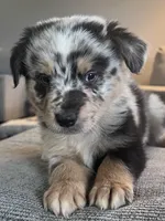 AKC Tug, a male Australian Shepherd for sale in Toney, AL – 5 of 7