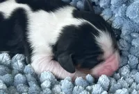 AKC Charles, a male Cavalier King Charles Spaniel for sale in Toney, AL – 2 of 9