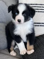 AKC Obi, a male Australian Shepherd for sale in Toney, AL – Photo 4 of 10