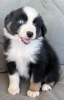 AKC Obi, a male Australian Shepherd for sale in Toney, AL – Photo 6 of 10