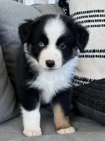 AKC Obi, a male Australian Shepherd for sale in Toney, AL – Photo 2 of 10