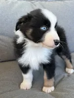 AKC Obi, a male Australian Shepherd for sale in Toney, AL – Photo 7 of 10