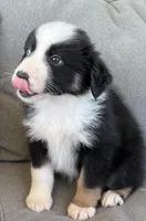 AKC Obi, a male Australian Shepherd for sale in Toney, AL – Photo 8 of 10