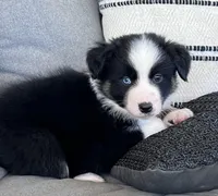 AKC Obi, a male Australian Shepherd for sale in Toney, AL – Photo 5 of 10