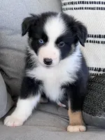 AKC Obi, a male Australian Shepherd for sale in Toney, AL – Photo 10 of 10