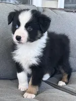 AKC Obi, a male Australian Shepherd for sale in Toney, AL – Photo 3 of 10