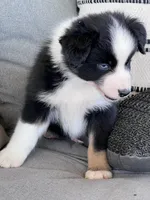 AKC Obi, a male Australian Shepherd for sale in Toney, AL – Photo 9 of 10