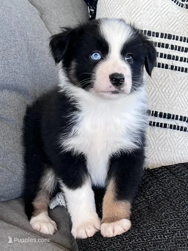 AKC Obi – Australian Shepherd puppy for sale in Toney, AL