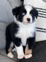 AKC Obi, a male Australian Shepherd for sale in Toney, AL – Photo 1 of 10