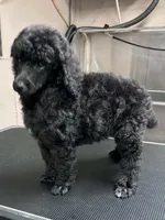 AKC HarLee Queen, a female Poodle - Standard  for sale in Toney, AL – 3 of 4