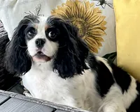 AKC Willa Mae, a female Cavalier King Charles Spaniel for sale in Toney, AL – Photo 2 of 6