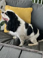 AKC Willa Mae, a female Cavalier King Charles Spaniel for sale in Toney, AL – Photo 3 of 6