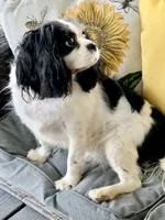 AKC Willa Mae, a female Cavalier King Charles Spaniel for sale in Toney, AL – Photo 4 of 6