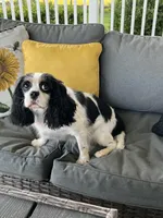 AKC Willa Mae, a female Cavalier King Charles Spaniel for sale in Toney, AL – Photo 5 of 6
