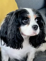 AKC Willa Mae, a female Cavalier King Charles Spaniel for sale in Toney, AL – Photo 1 of 6