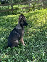 AKC Sadie, a female German Shepherd Dog for sale in Toney, AL – Photo 7 of 10