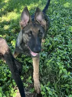AKC Sadie, a female German Shepherd Dog for sale in Toney, AL – Photo 10 of 10