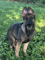 AKC Sadie, a female German Shepherd Dog for sale in Toney, AL – Photo 2 of 10