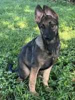 AKC Sadie, a female German Shepherd Dog for sale in Toney, AL – Photo 6 of 10