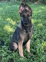 AKC Sadie, a female German Shepherd Dog for sale in Toney, AL – Photo 4 of 10