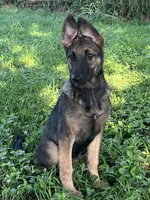 AKC Sadie, a female German Shepherd Dog for sale in Toney, AL – Photo 3 of 10